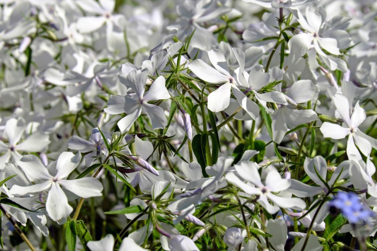 Растения под угрозой