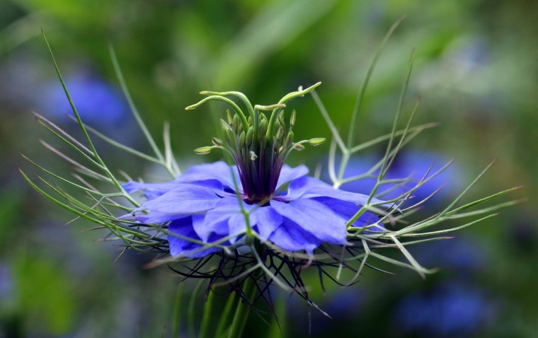 Milkweed растение