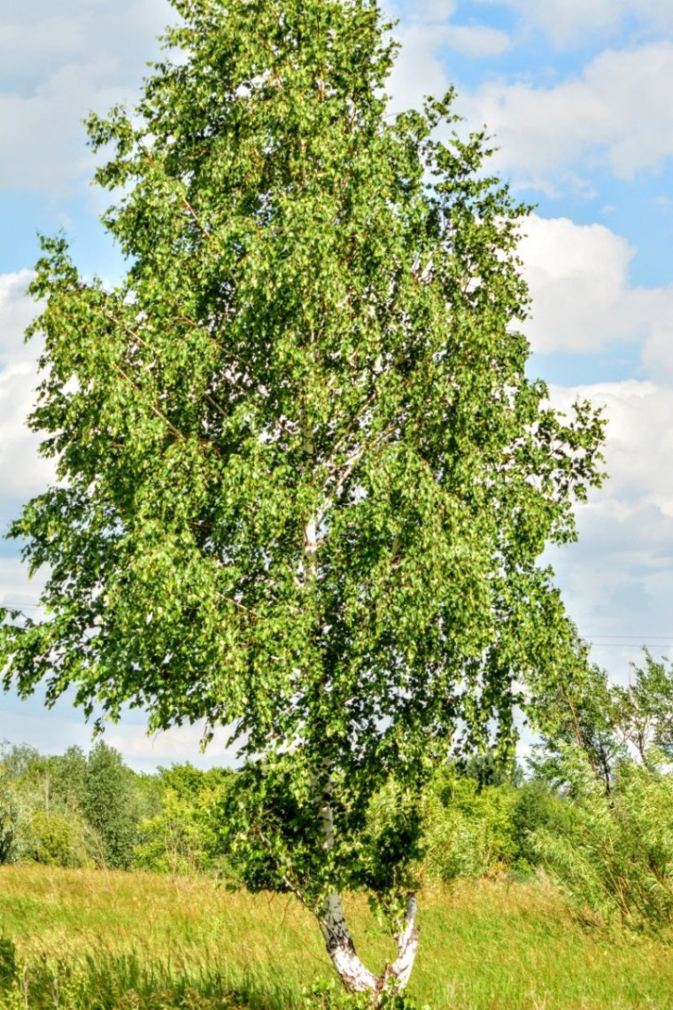 Береза повислая роща