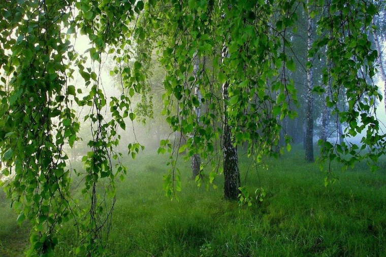 Белоствольная береза