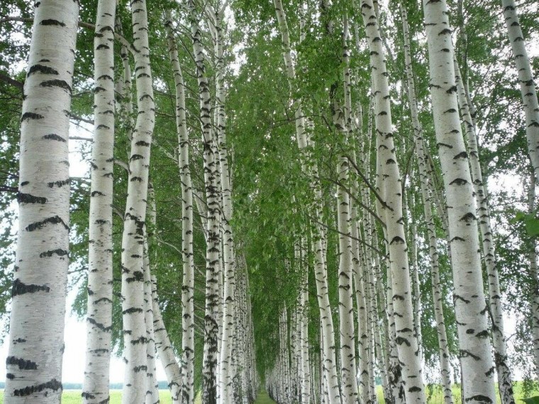 Белоствольная береза