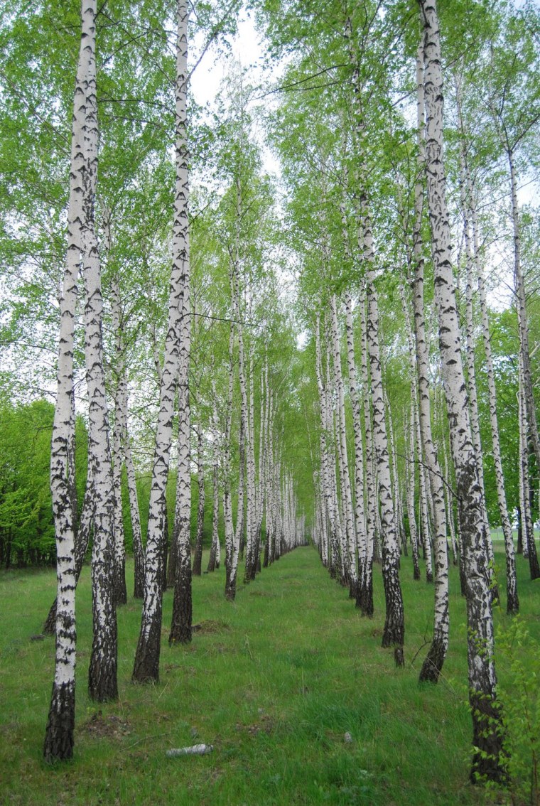 Белоствольная береза