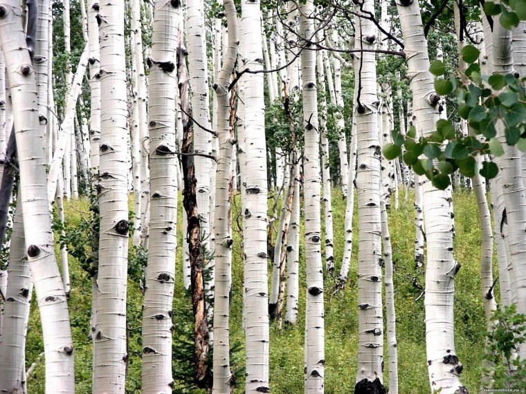 Береза белокорая