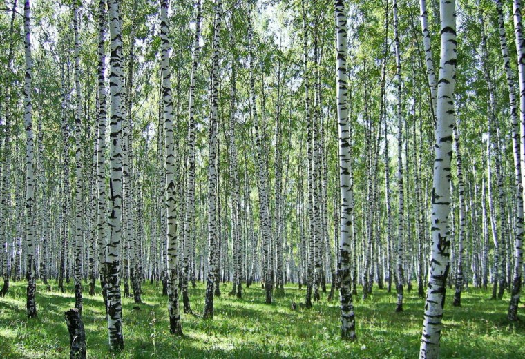 Берёзовая роща в Долматово