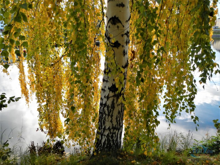 Дерево плакучая береза