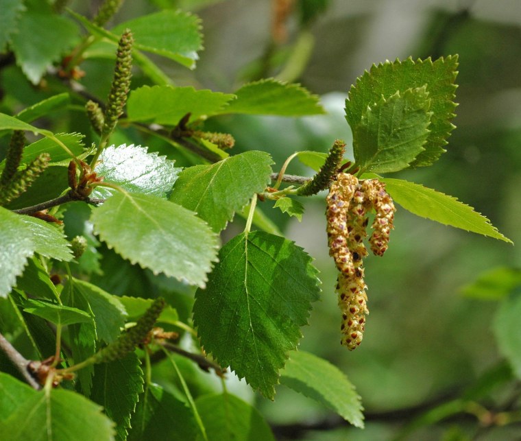 Береза обыкновенная (Betula Alba)
