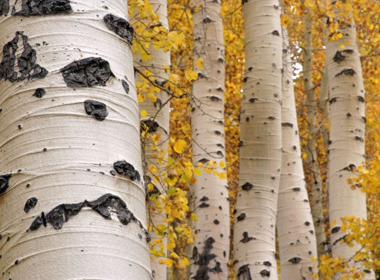 Вадим Гиппенрейтер стволы березы