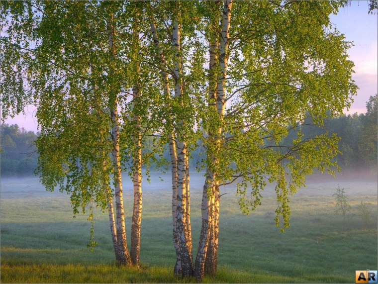 Есенинская Русь береза