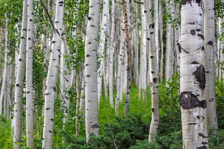 Тонкоствольная береза