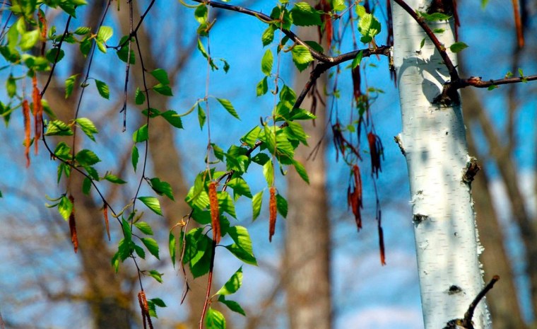 Березка весной распустилась