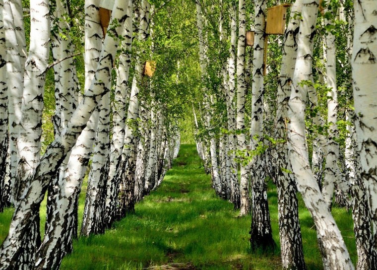 Березовая роща Томск