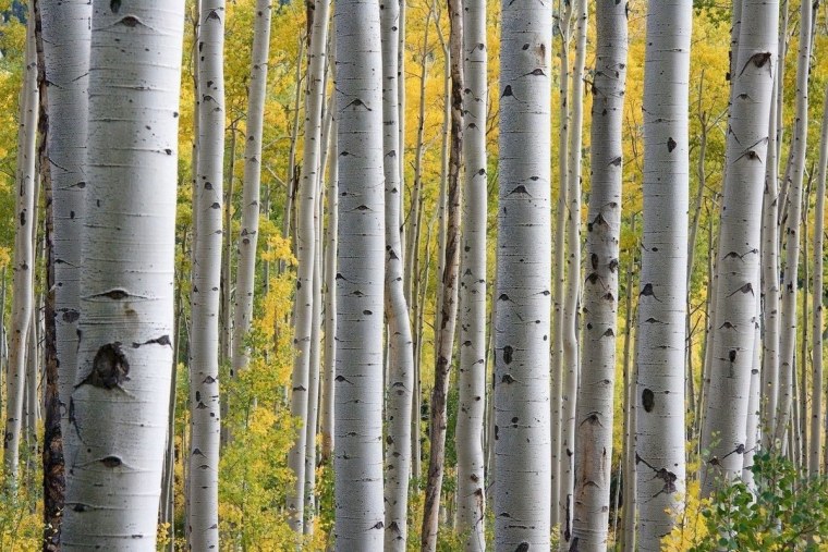 Silver Birch Trees