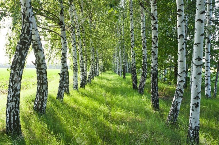 Берёзовая роща Курск