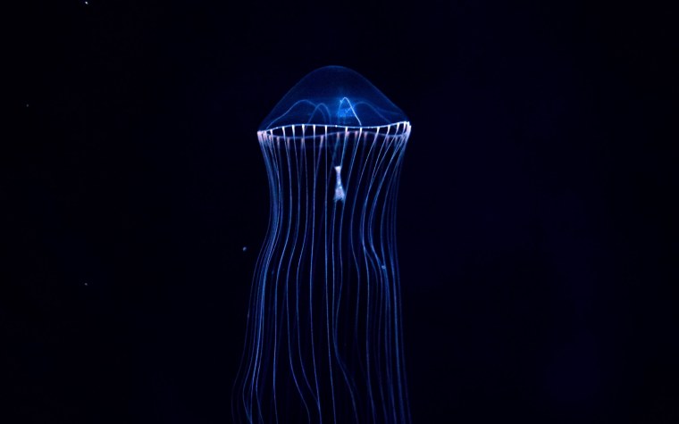 Медуза на черном фоне