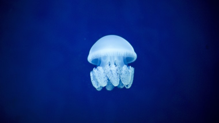 Медузы корнерот подводная