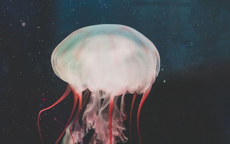 Харибда медуза