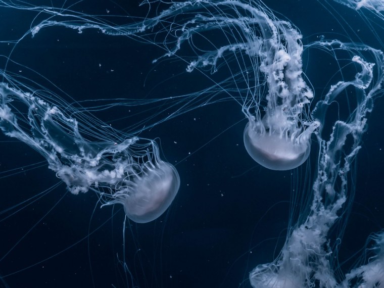 Стая медуз