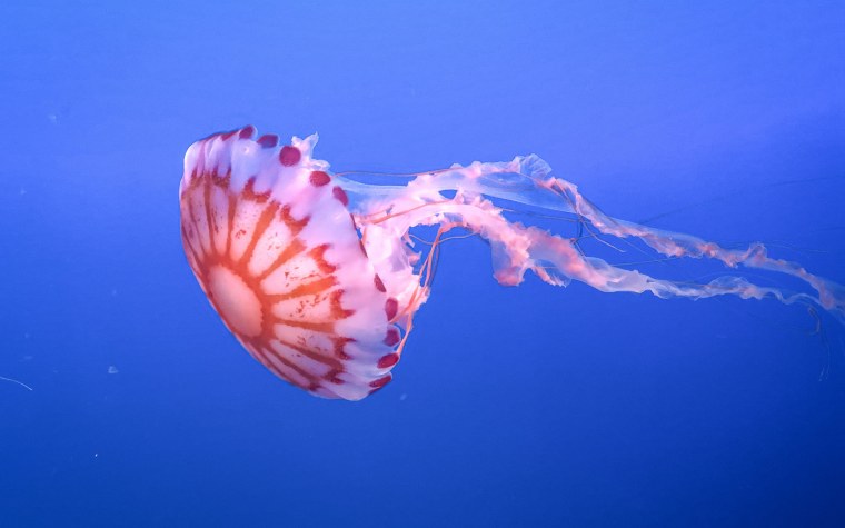Пурпурополосая медуза