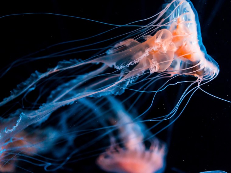 Красивые медузы