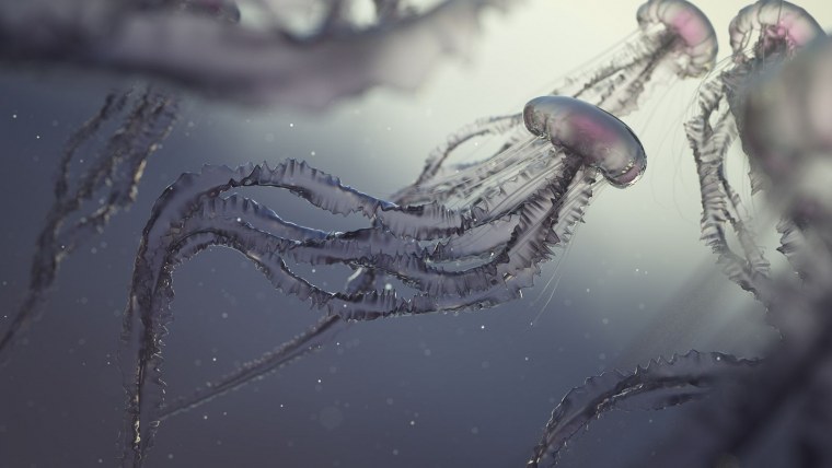 Медуза Хрисаора