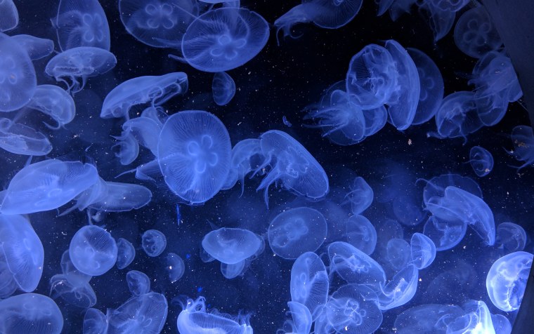 Люминофор медуза