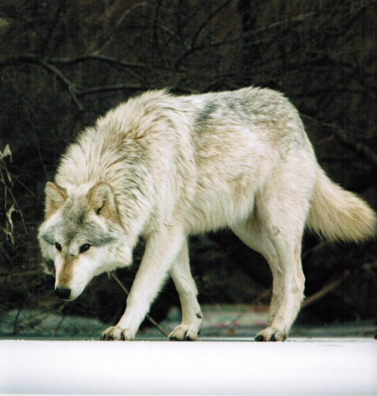 Волк в полный рост