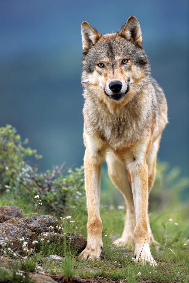 Макензийский Тундровый волк