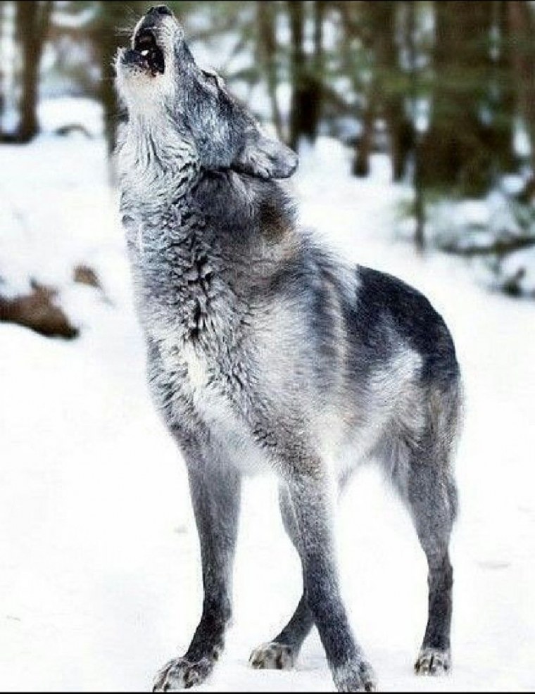 Чёрный Сибирский волк