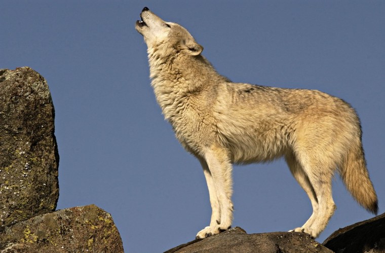 Волкособ Акелла