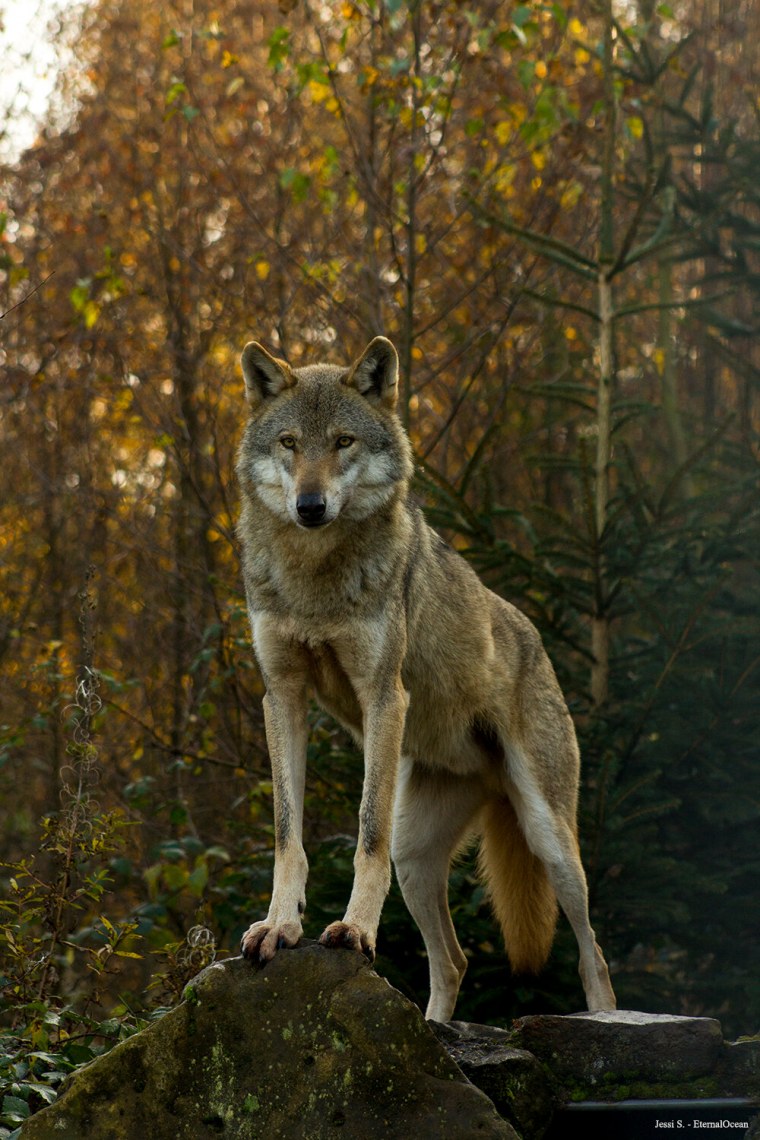 Волки Западного Кавказа
