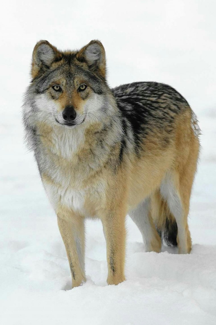 Бродячий волк