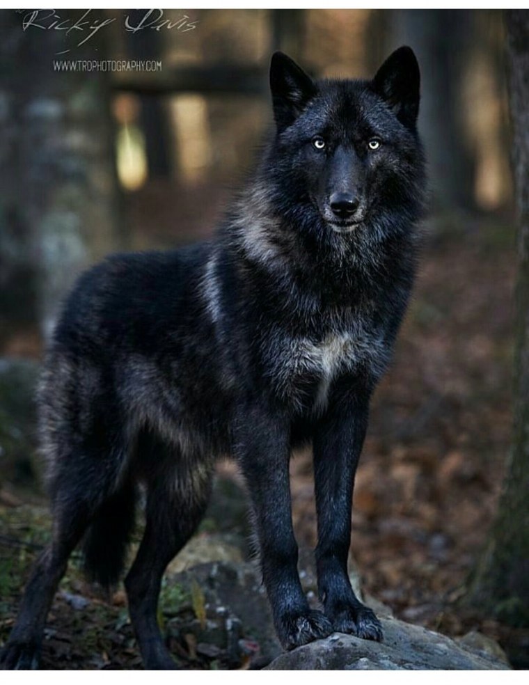 Северно Сибирский волк