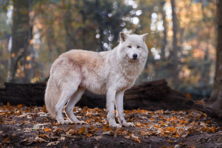 Волк canis Lupus