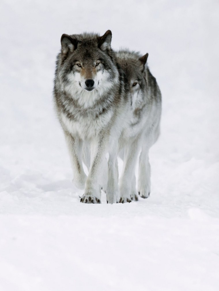 Лобо Волчья стая