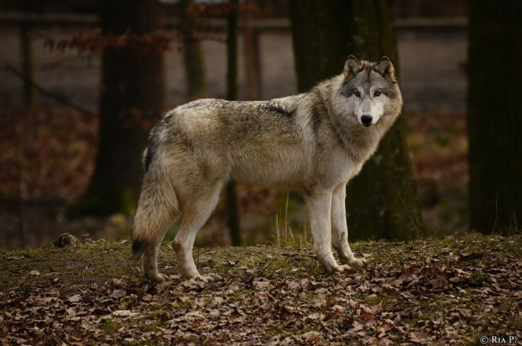 Флоридский волк