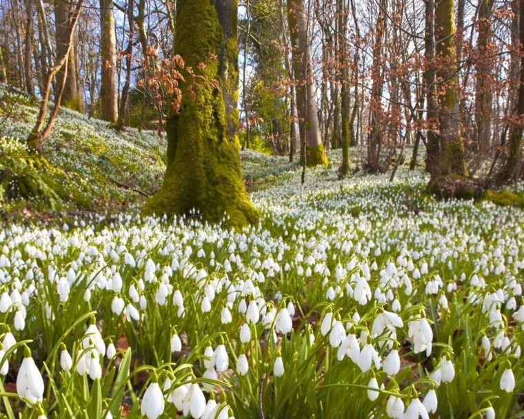 Природа весной