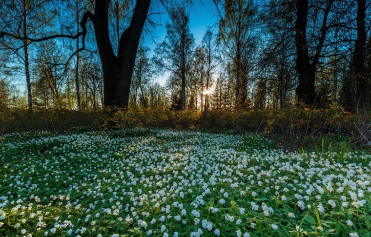 Ранняя Весна Луга