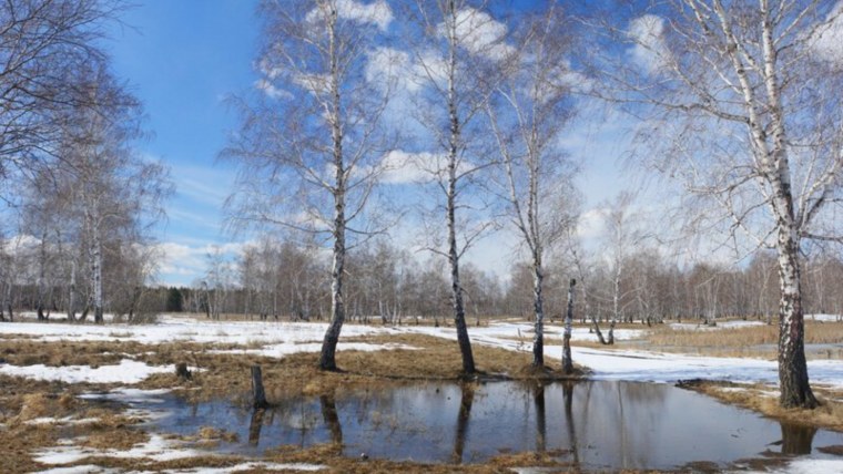 Березовая роща СПБ