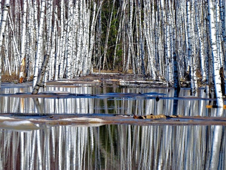 Река Волга природа береза