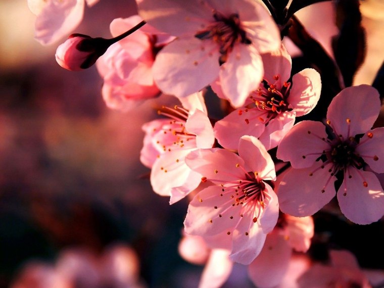 Вишня Сакурамбо