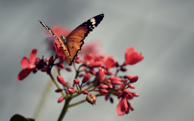 Бабочки на рабочий стол