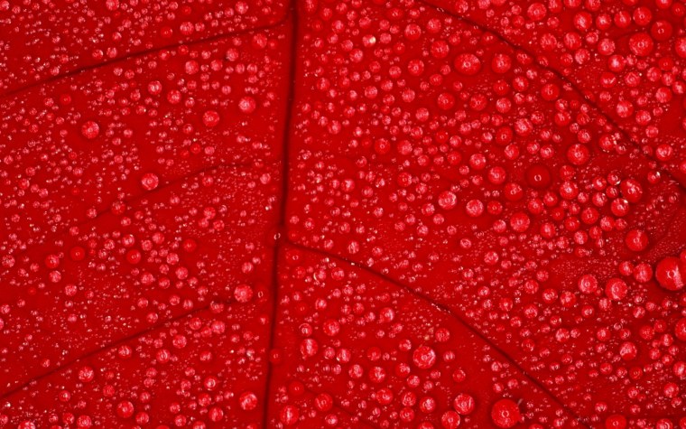 Красный цветок