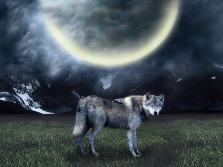 Волк в ночи