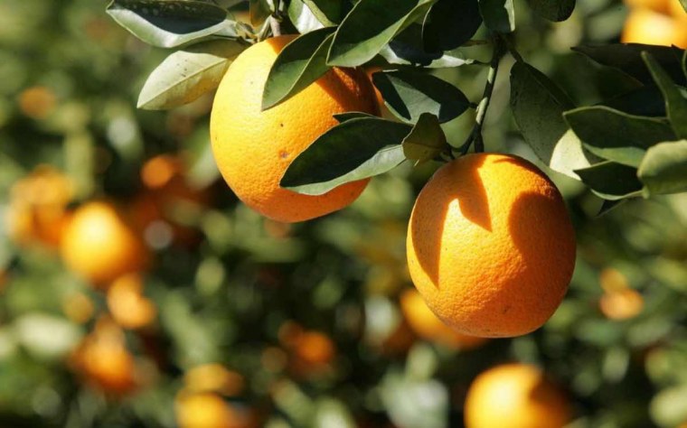 Разные фрукты