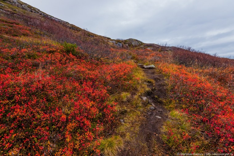 Тундра Кольского полуострова
