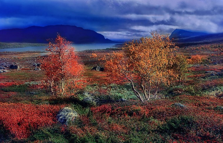 Тундра это биотоп