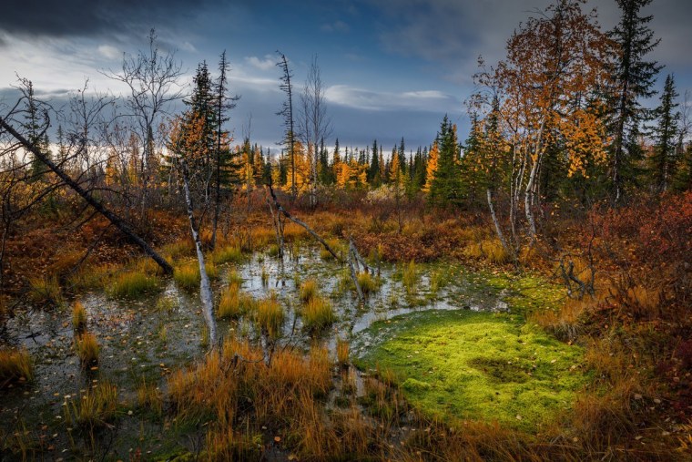 Кустарниковые тундры Ямала