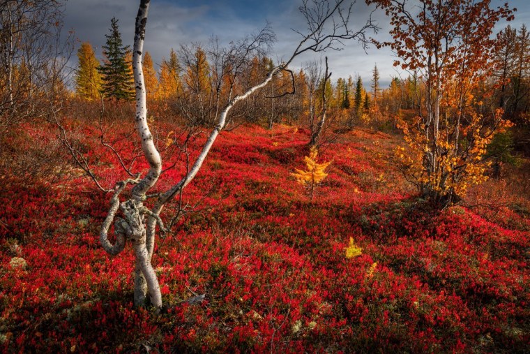 Тундра осенью Салехард