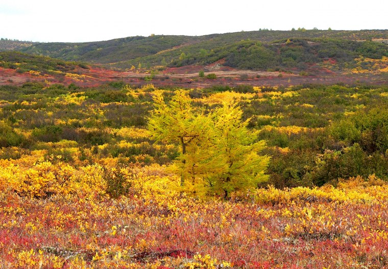 Южная кустарниковая тундра