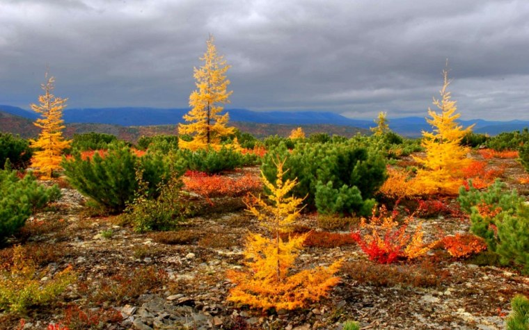 Тундра Красноярского края